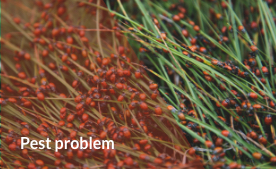 Pest problem Pothole